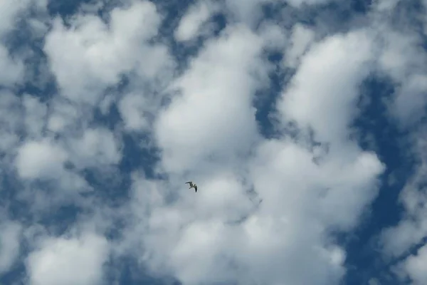 Птица Парит Облаках Естественный Фон Неба — стоковое фото