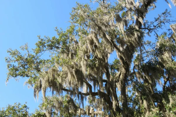 Florida Doğasında Mavi Gökyüzü Arka Planında Spanyol Yosunu Olan Yaşlı — Stok fotoğraf
