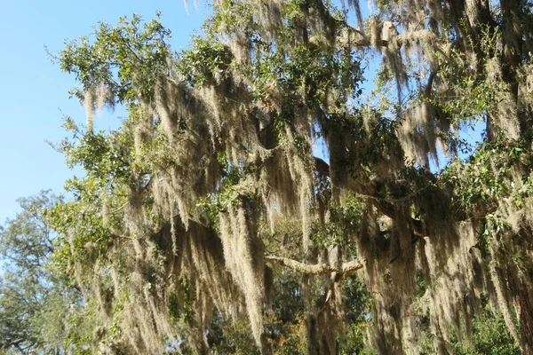 Vieil Arbre Croissance Avec Mousse Espagnole Sur Fond Ciel Bleu — Photo