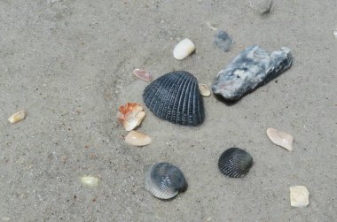 Seashells on the beach at Atlantic coast of North Florida