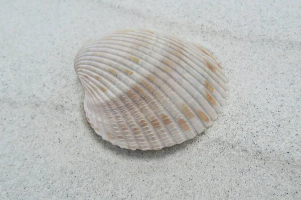 Beige Muschel Auf Sandhintergrund Strand Von Florida — Stockfoto