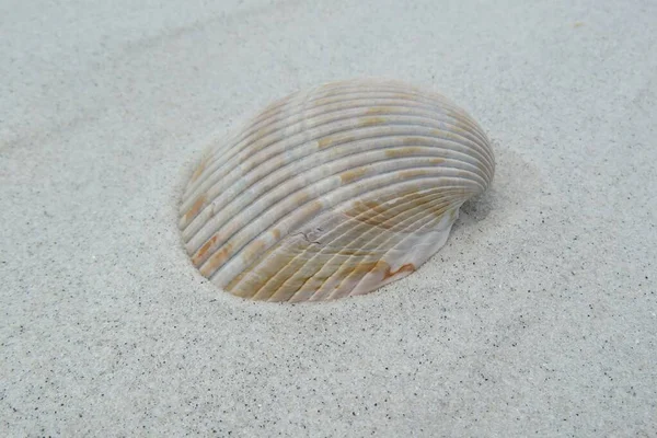 Beige Κοχύλι Φόντο Άμμο Στην Παραλία Της Φλόριντα — Φωτογραφία Αρχείου