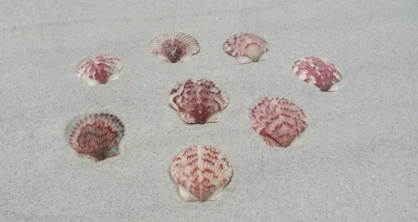 Belle Conchiglie Rosse Sfondo Sabbia Florida Spiaggia — Foto Stock