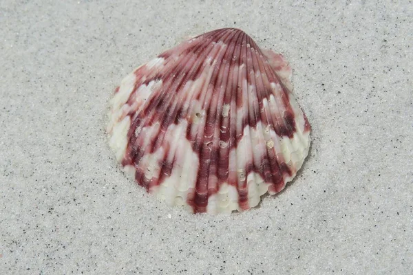 Conchiglia Rossa Sullo Sfondo Sabbia Nella Spiaggia Della Florida — Foto Stock