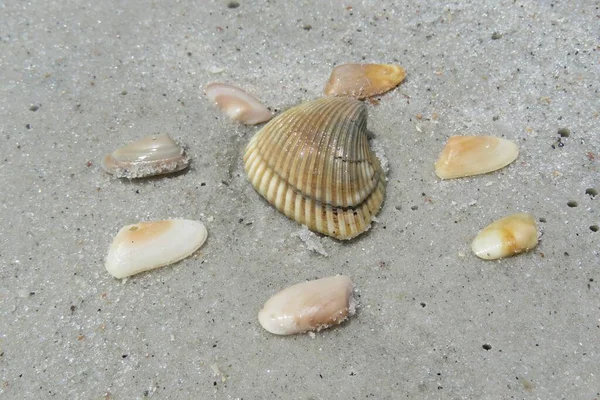 Seashells Sulla Sabbia Sulla Spiaggia Della Florida — Foto Stock