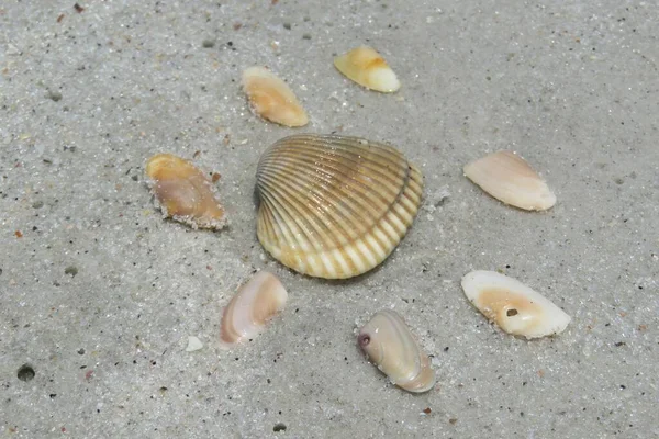 Seashells Sand Florida Beach — 图库照片