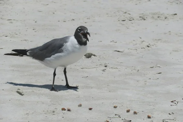 Fiskmås Stranden Norra Floridas Atlantkust — Stockfoto