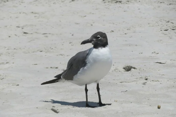 佛罗里达州北部大西洋海岸海滩上的海鸥 — 图库照片