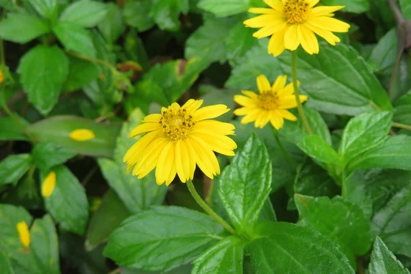 Florida Doğasında Yeşil Yapraklı Güzel Sarı Sphagneticola Çiçekleri — Stok fotoğraf