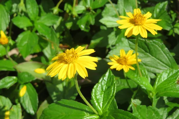 Beautiful Yellow Sphagneticola Flowers Green Leaves Background Florida Nature — Stock Photo, Image