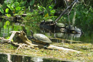 Freshwater turtles on a log in the Florida swamps