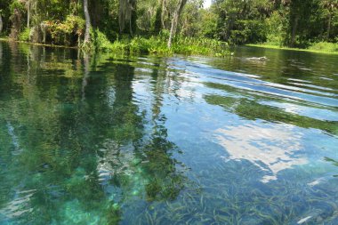 Güzel nehir manzarası ve kuzey Florida bataklıkları.