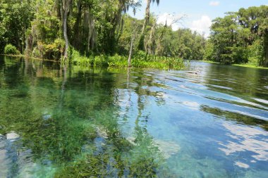 Güzel nehir manzarası ve kuzey Florida bataklıkları.