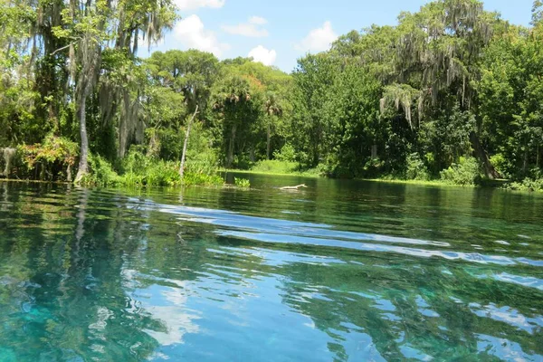 Güzel Nehir Manzarası Kuzey Florida Bataklıkları — Stok fotoğraf