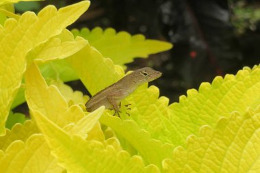 Brown anole lizard in coleus leaves in the garden, closeup