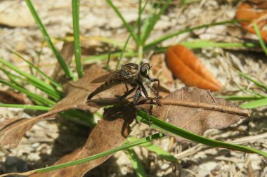 Robberfly on leaf in Florida wild, closeup