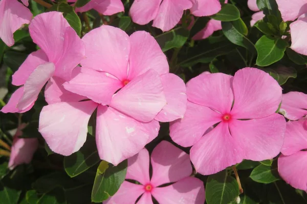 Beautiful Pink Periwinkle Flowers Garden Closeup —  Fotos de Stock