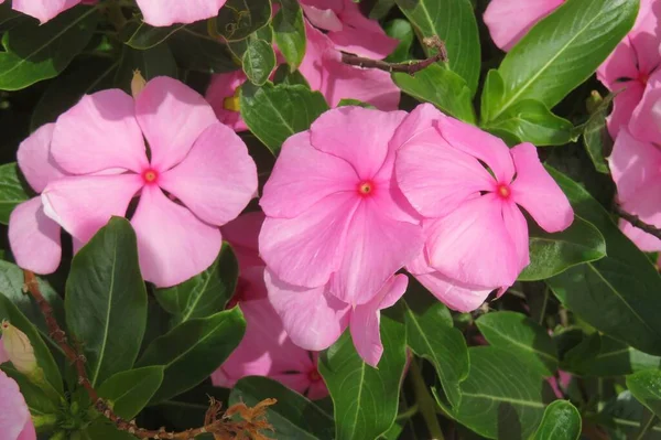 Beautiful Pink Periwinkle Flowers Garden Closeup —  Fotos de Stock