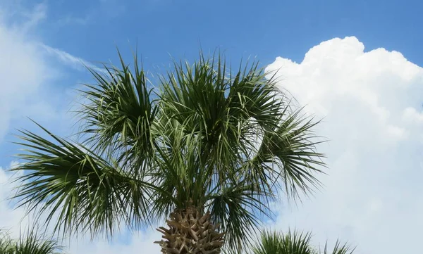 Palm Tree Top Sky Clouds Background Florida — Foto de Stock