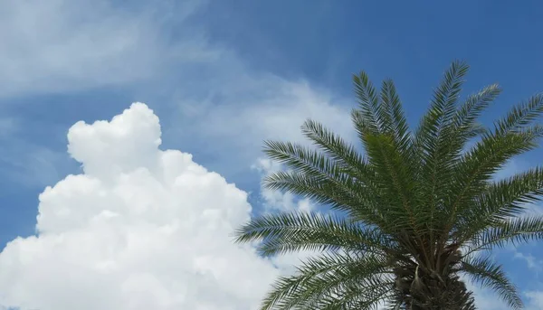 Palm Tree Top Sky Clouds Background Florida — Foto de Stock