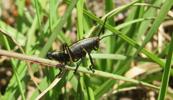 Black Tropical Grasshopper Grass — Foto de Stock