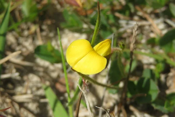 Yellow Spring Flower Florida Wild Forest Closeup — Stock Photo, Image