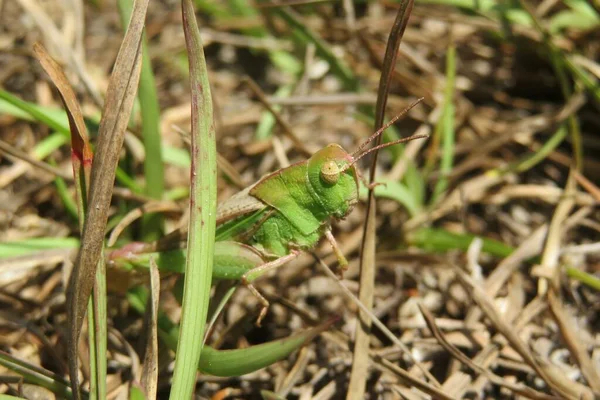 Green Tropical Grasshopper Florida Wild — Zdjęcie stockowe