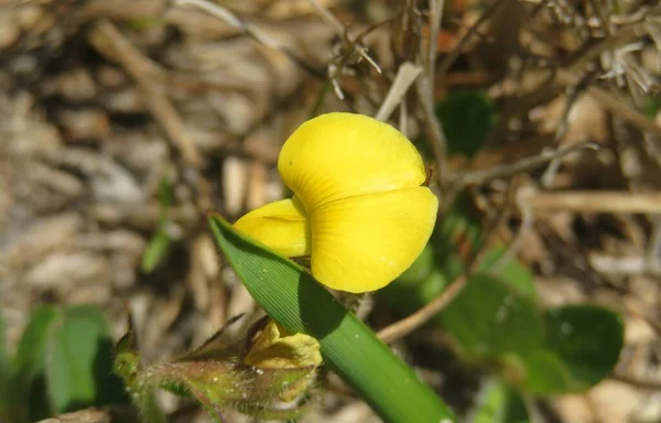 Yellow Spring Flower Florida Wild Forest Closeup — Stok fotoğraf