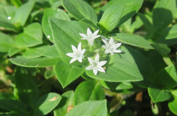 Yeşil Yapraklar Üzerinde Güzel Beyaz Richardia Çiçekleri — Stok fotoğraf