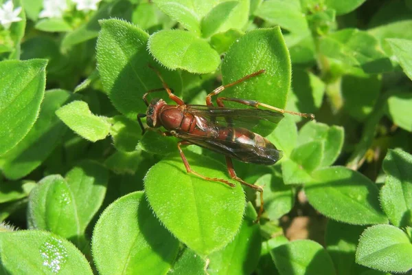 Red Tropical Wasp Green Leaves Closeup — Stok fotoğraf