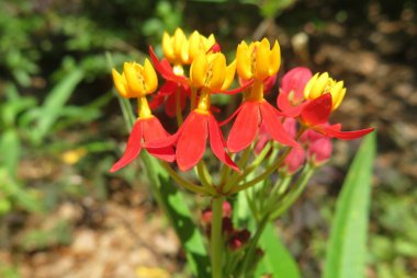 Beautiful red and yellow asclepias flowers, closeup