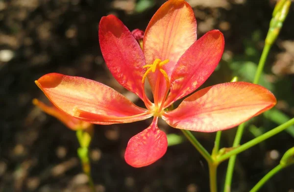 Beautiful Orange Flower Garden Closeup — Stok fotoğraf