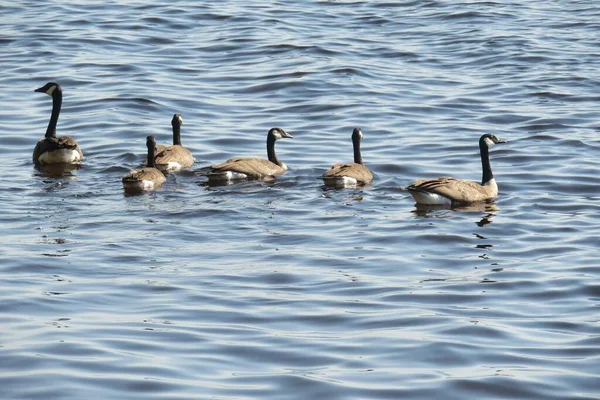 Canadian Geese Blue River Water Background — Stockfoto