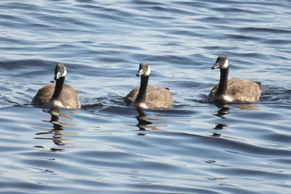 Canadian Geese Blue River Water Background — ストック写真