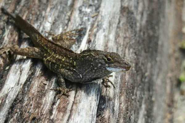 Brown Tropical Lizard Wooden Background Florida Wild — Zdjęcie stockowe