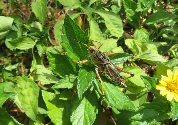 Tropical Grasshopper Leaves Florida Nature — Fotografia de Stock