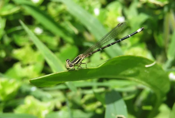 Tropical Dragonfly Green Leaves Florida Nature — Fotografia de Stock