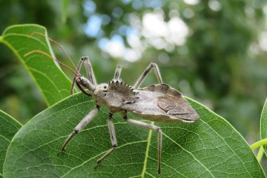 Arilus Cristatus bug on green plant, closeup