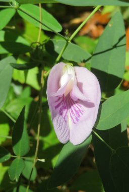 Beautiful purple flower on green leafs background, closeup