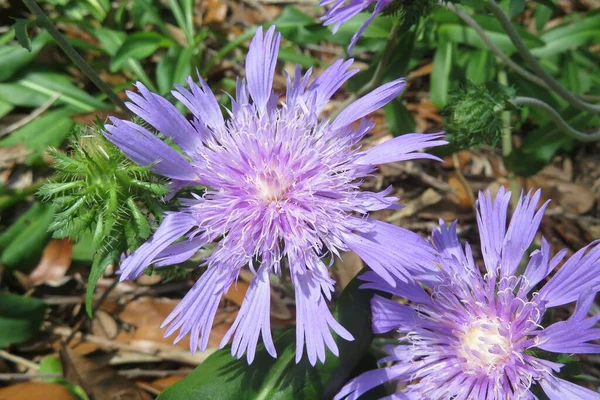 Purple Stockesia Laevis Flowers Closeup — Stock Photo, Image