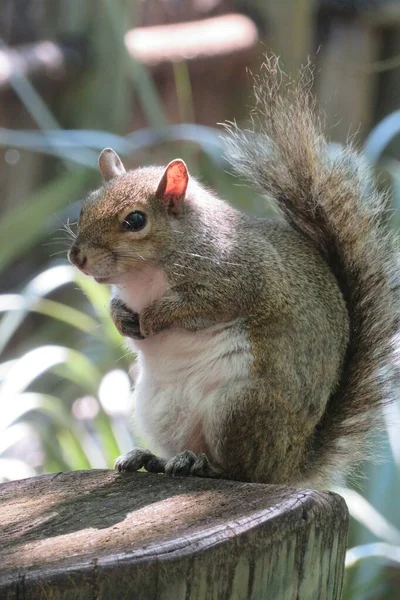Harmaa Amerikkalainen Orava Floridassa Luonto Lähikuva — kuvapankkivalokuva