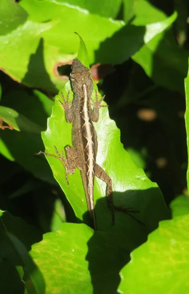 Tropical brown lizard on green leaves in Florida wild