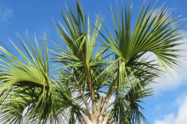 Hermosas Ramas Palmera Cielo Azul Naturaleza Florida — Foto de Stock