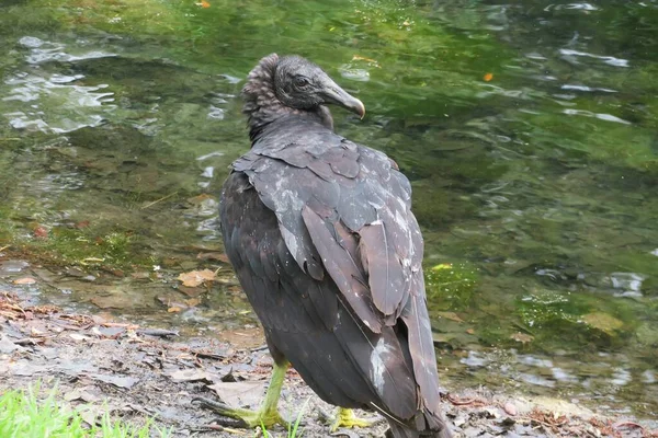 フロリダの池の近くの黒いアメリカのハゲタカ野生 — ストック写真