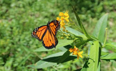 Sarı asklepias çiçeğinin üzerindeki kral kelebeği yeşil yaprakların arka planında