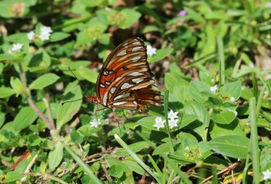 Güzel körfez Fritillary Kelebeği Florida 'da richardia çiçekleri üzerinde