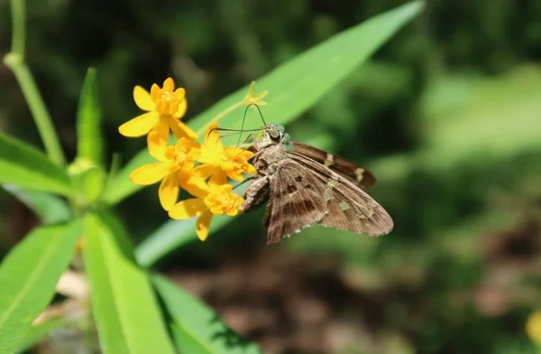 Pelopidas Mathias Motyl Żółtych Asclepias Kwiaty Florydzie Natura — Zdjęcie stockowe