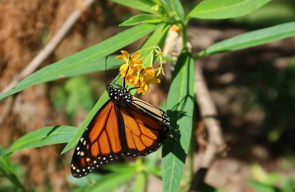 Papillon Monarque Sur Fleur Asclépiade Jaune Sur Fond Feuilles Vertes — Photo