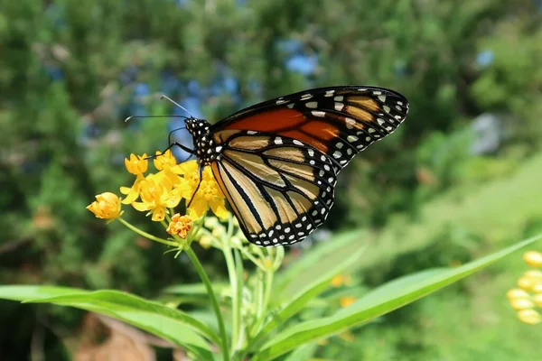 Beautiful Monarch Butterfly Asclepias Flowers Blue Sky Background — Stock Photo, Image