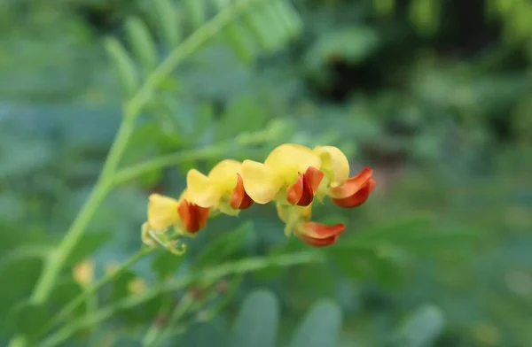 Florida Doğasında Doğal Yeşil Arka Planda Güzel Renkli Susbanya Çiçekleri — Stok fotoğraf